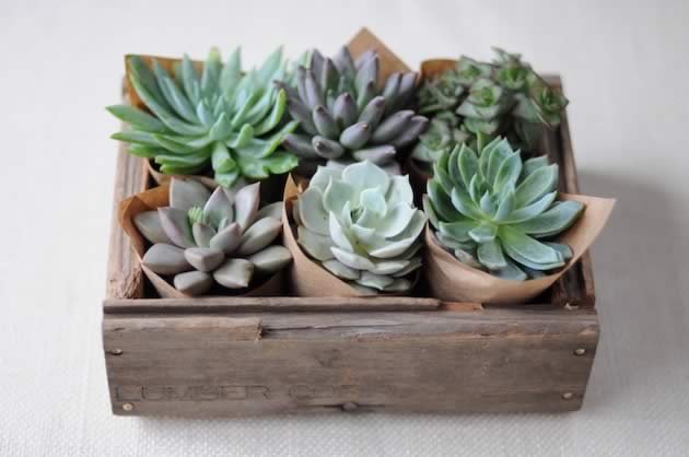 Exemplo de plantas suculentas