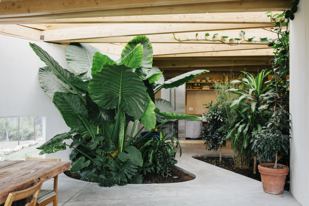 As plantas nos escritórios são uma tendência crescente