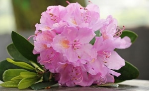 As azaleias são flores que no Feng Shui simbolizam a harmonia e os bons sentimentos.