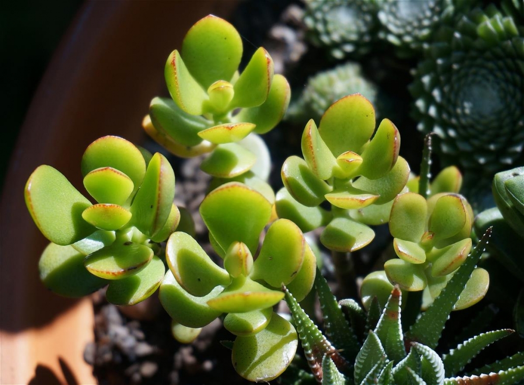 Plantas para escritórios - Jade.