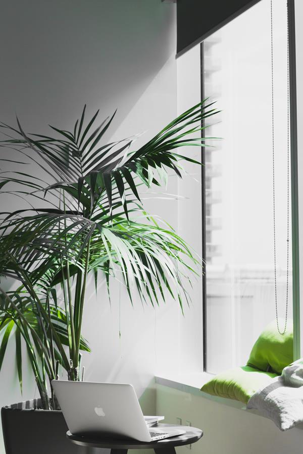 Em escritórios as plantas ajudam na purificação do ar e na harmonização do ambiente de trabalho.